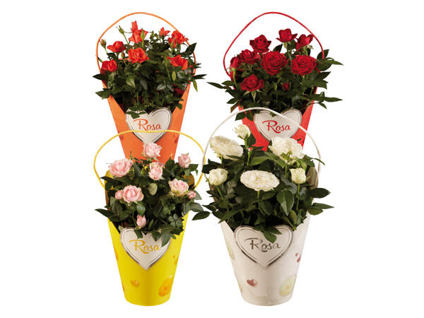 Roses in a Decorative Pack