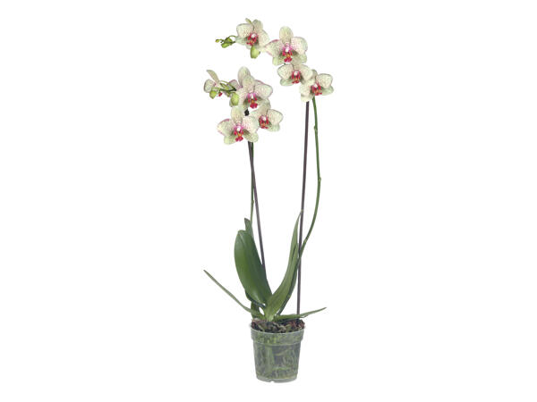 Twin Stem Orchid