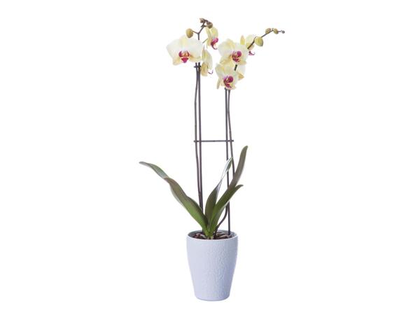 Pillangó-orchidea kerámiában