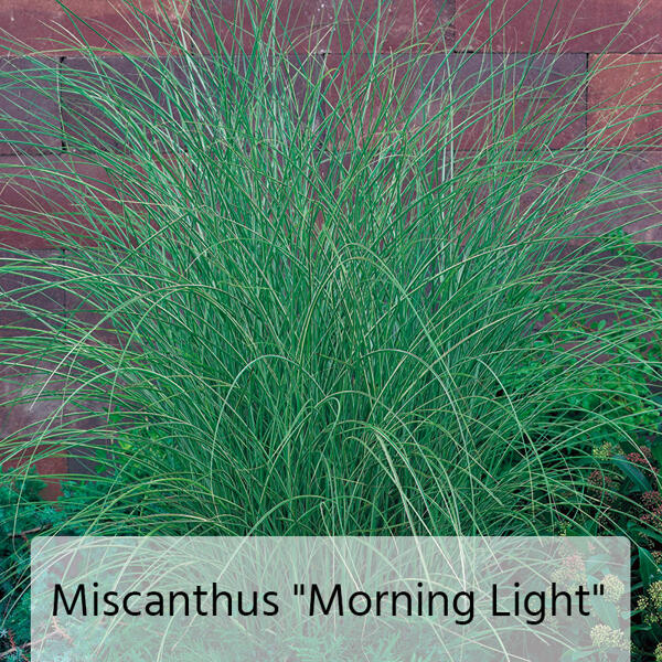 Miscanthus Chinaschilf-Mix