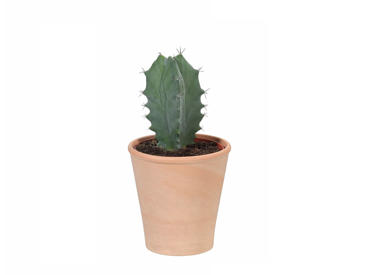 Kaktus in Terrakotta