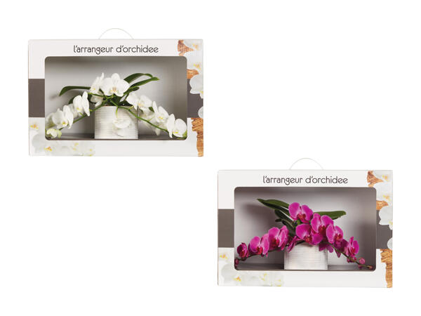 Composition de phalaenopsis dans un emballage cadeau