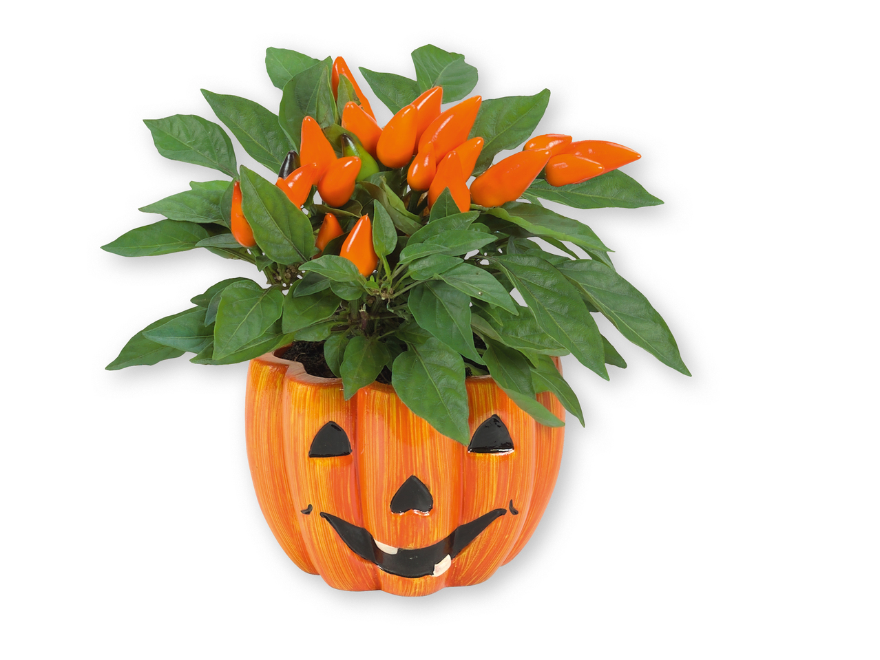 Planta en calabaza de Halloween