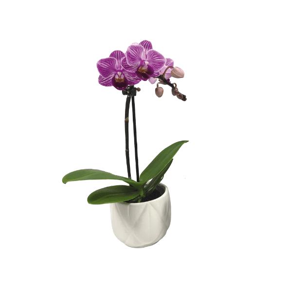 Orchidee in keramiek