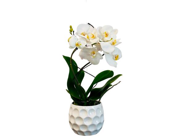Phalaenopsis em Vaso de Cerâmica