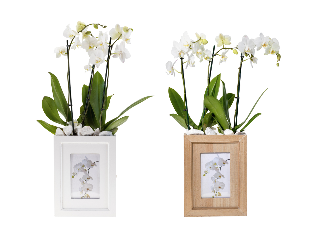 Phalaenopsis dans un cache-pot avec cadre photo