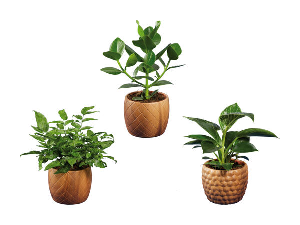 Plantes vertes dans un pot en bois et céramique