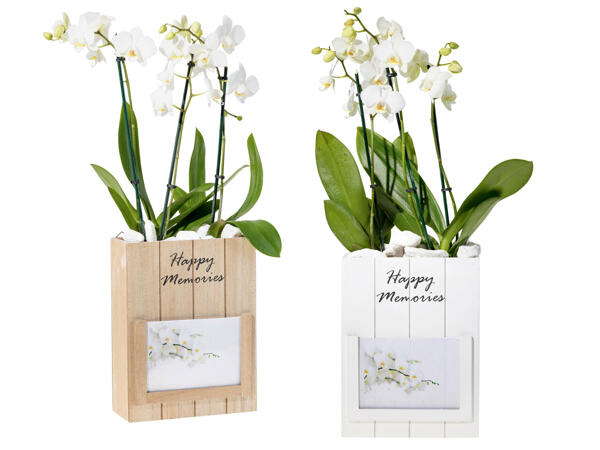 Orchidee in Fotobox