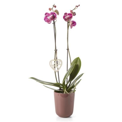 Orchidée de Saint-Valentin