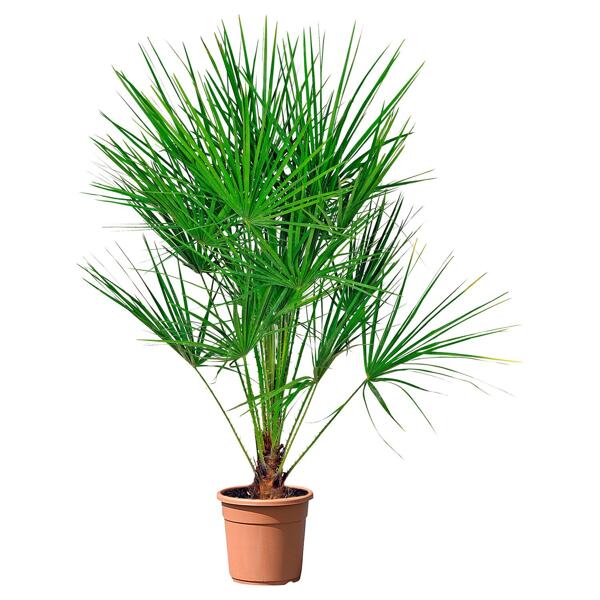 GARDENLINE(R) Palmen- oder Bambuspflanze