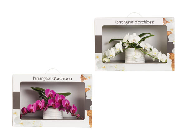Composition de phalaenopsis dans un emballage cadeau