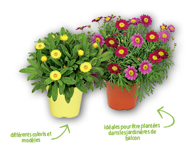 Plante à fleurs italienne