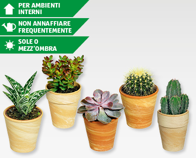 Cactus e piante grasse con coprivaso di terracotta