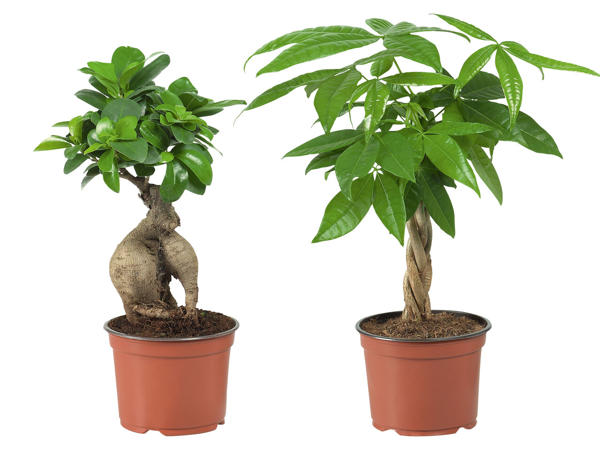 Ficus Ginseng oder Pachira