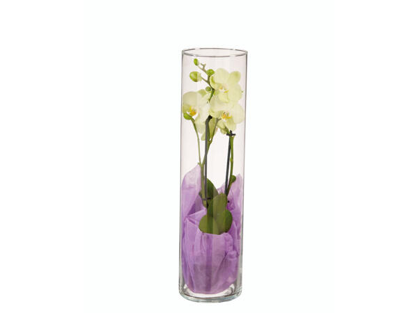 Phalaenopsis dans un vase en verre