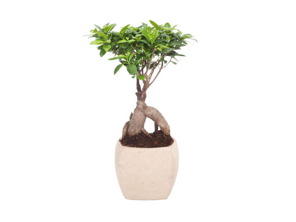 Ficus Ginseng en pot céramique
