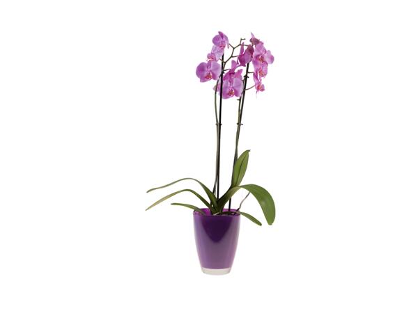Orchidée pot en verre couleur