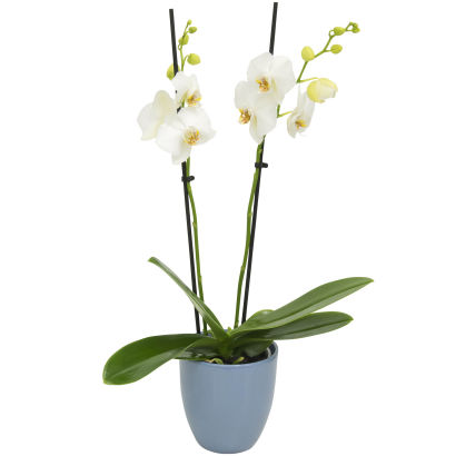 Orkide phalaenopsis