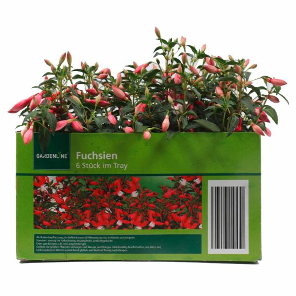 GARDENLINE(R) Beet-/Balkonpflanzen*