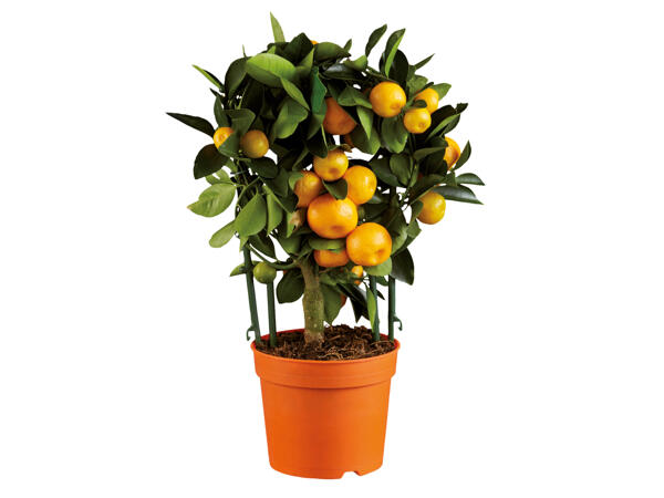Mediterranean Citrus Plant