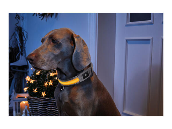 Zoofari Light-Up Dog Collar
