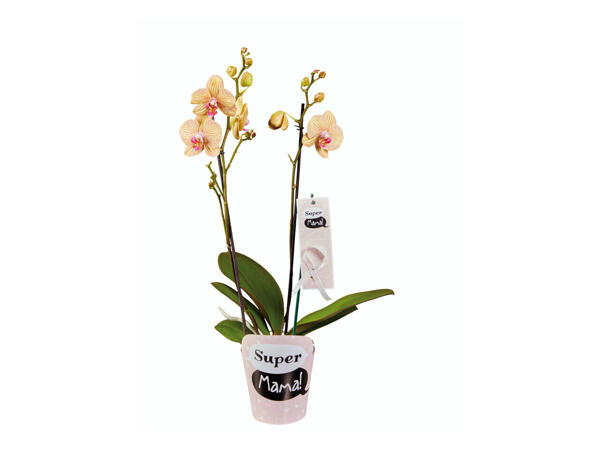 Phalaenopsis "Super Mãe"