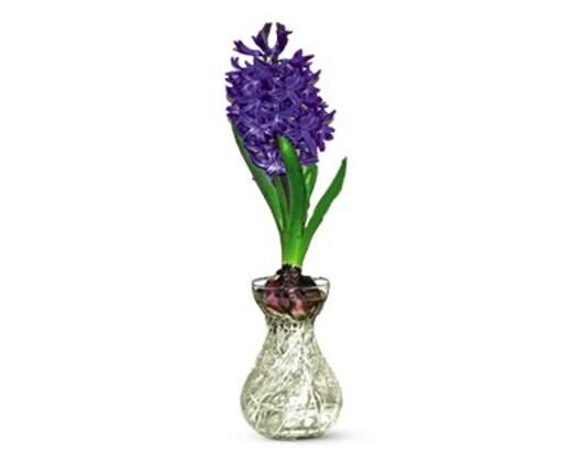Hyacinth in Glass Vase Assorted Colors