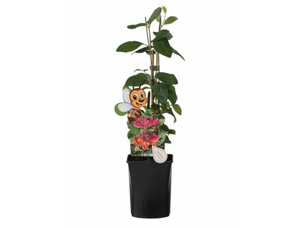 Passiflora, Lonicera e Clematis