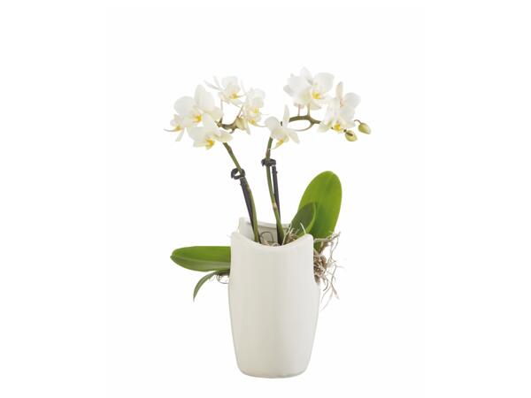 Phalaenopsis Mini V6