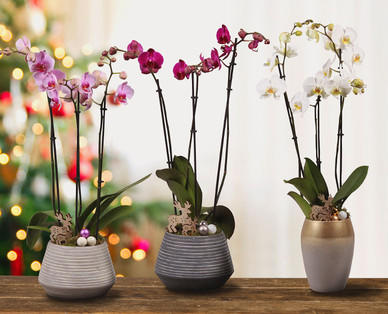 Orchidee 3-Trieber mit weihnachtlicher Deko