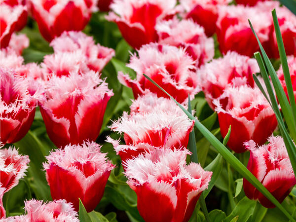 Tulipes frangées