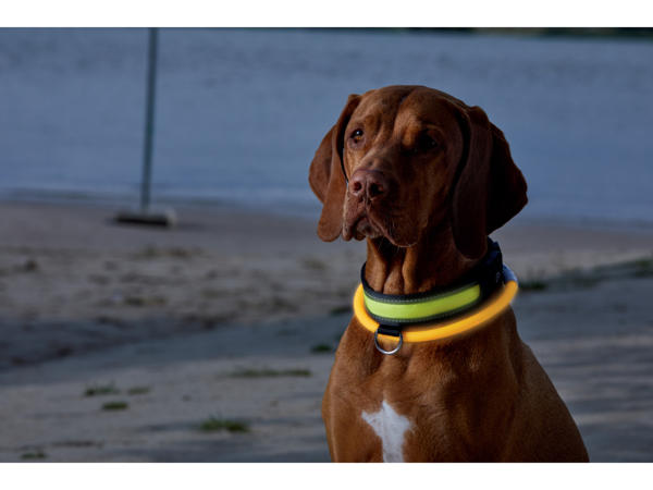 LED Light-Up Dog Collar