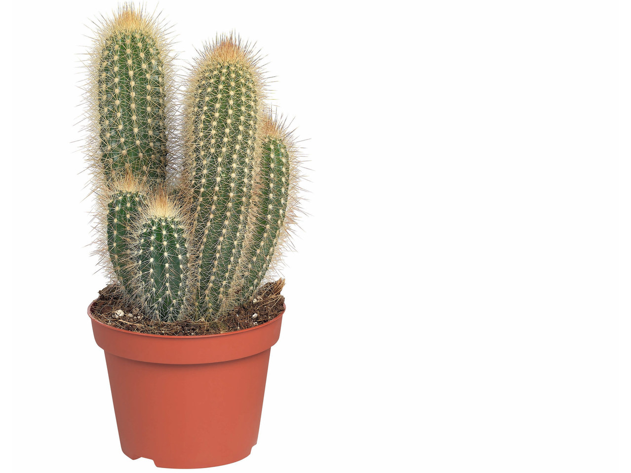 Vetplanten en cactussen