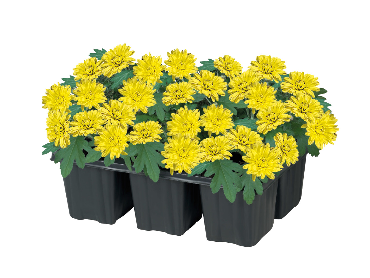 Chrysanthemum1