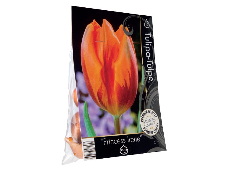 Premium Tulip Bulbs