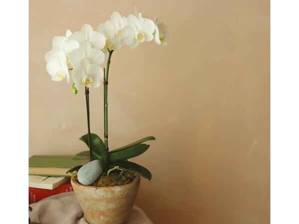 Dansk orkidé med 2 stilke