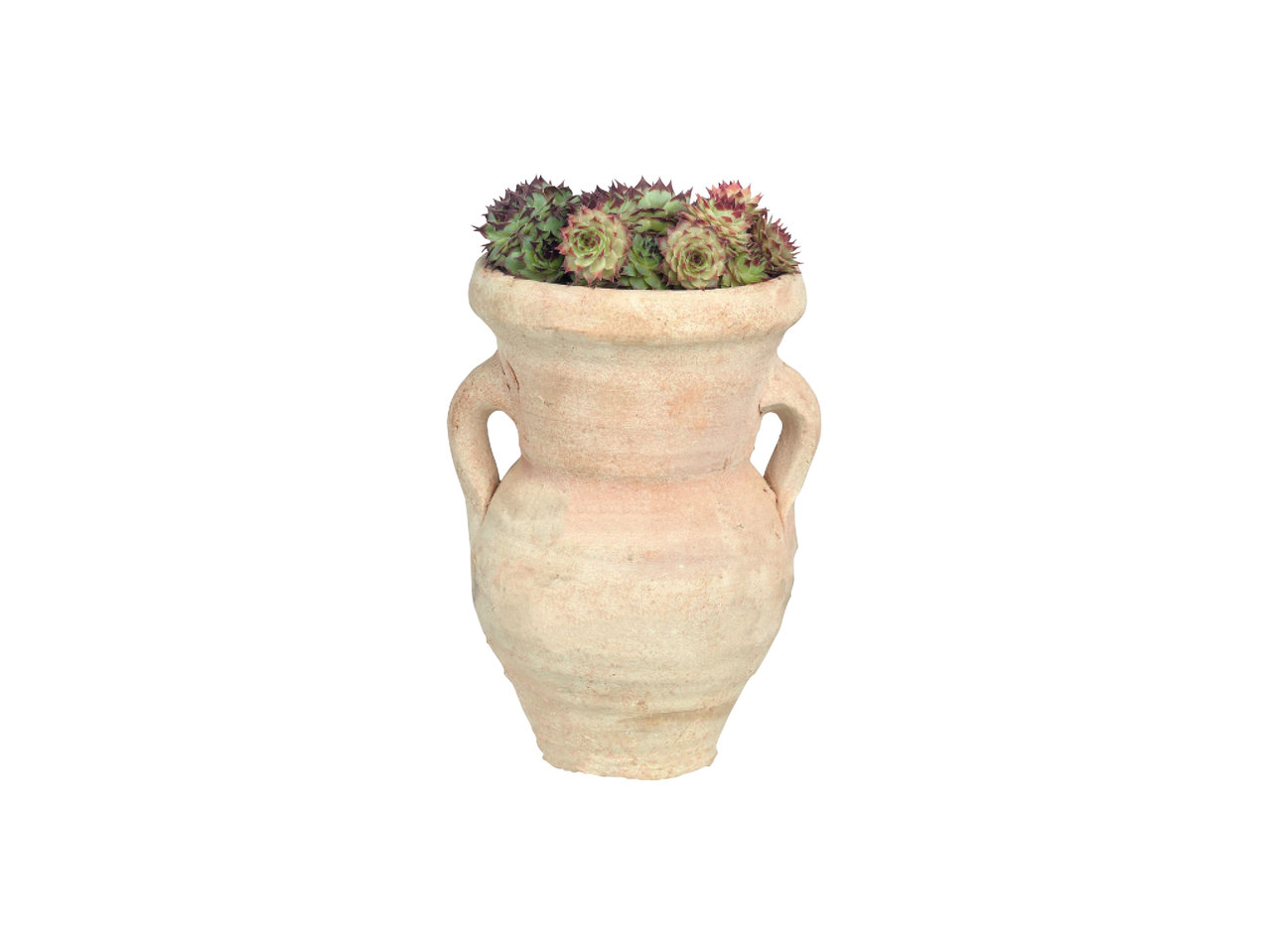 Plantes grasses dans un pot en pierre