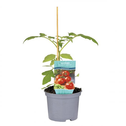 Plants de tomates