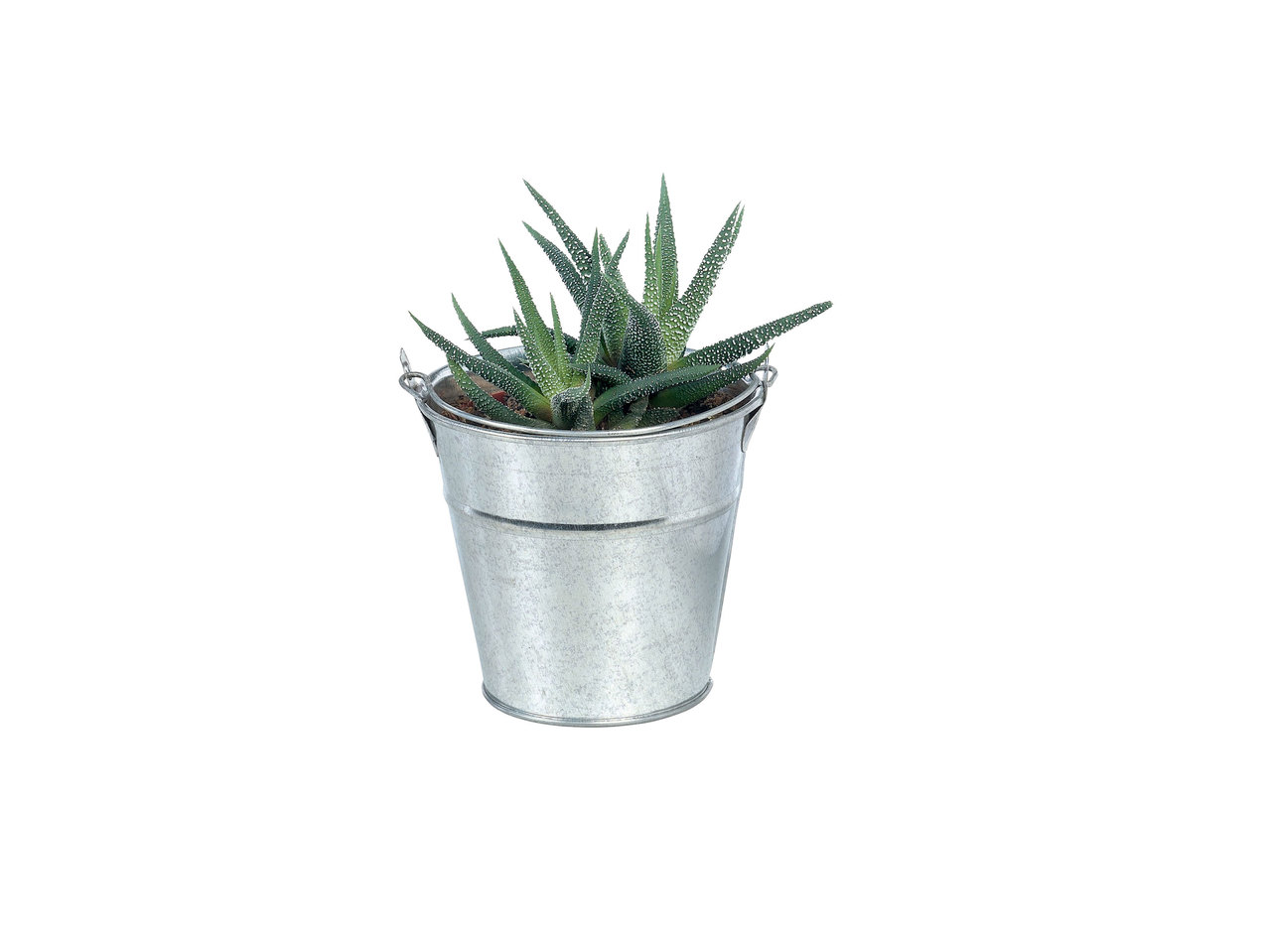 Cactus of vetplant in zinken pot