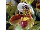Orchidée "Paphiopedilum"