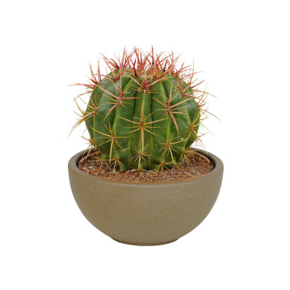 Kaktus eller palme i potte