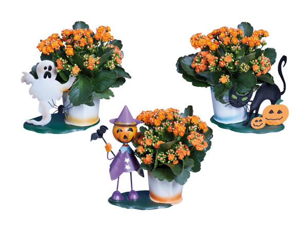 Kalanchoe in vaso con figure di zinco a tema Halloween