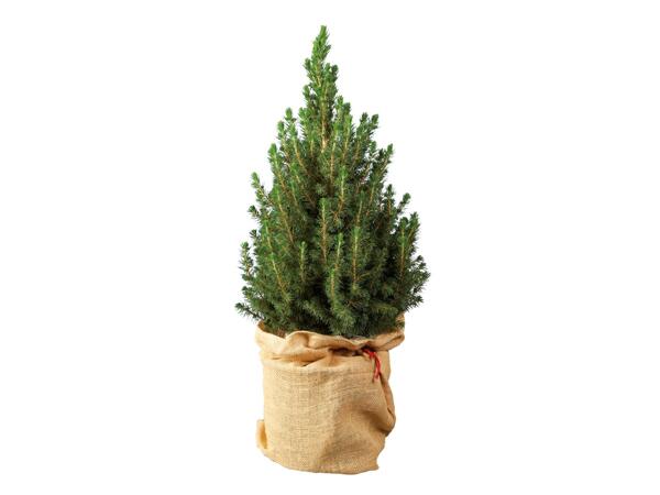 Potted Christmas Tree (Picea Glauca)