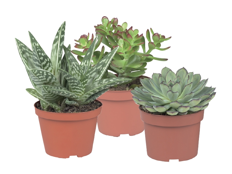Succulents - Available from 5th February