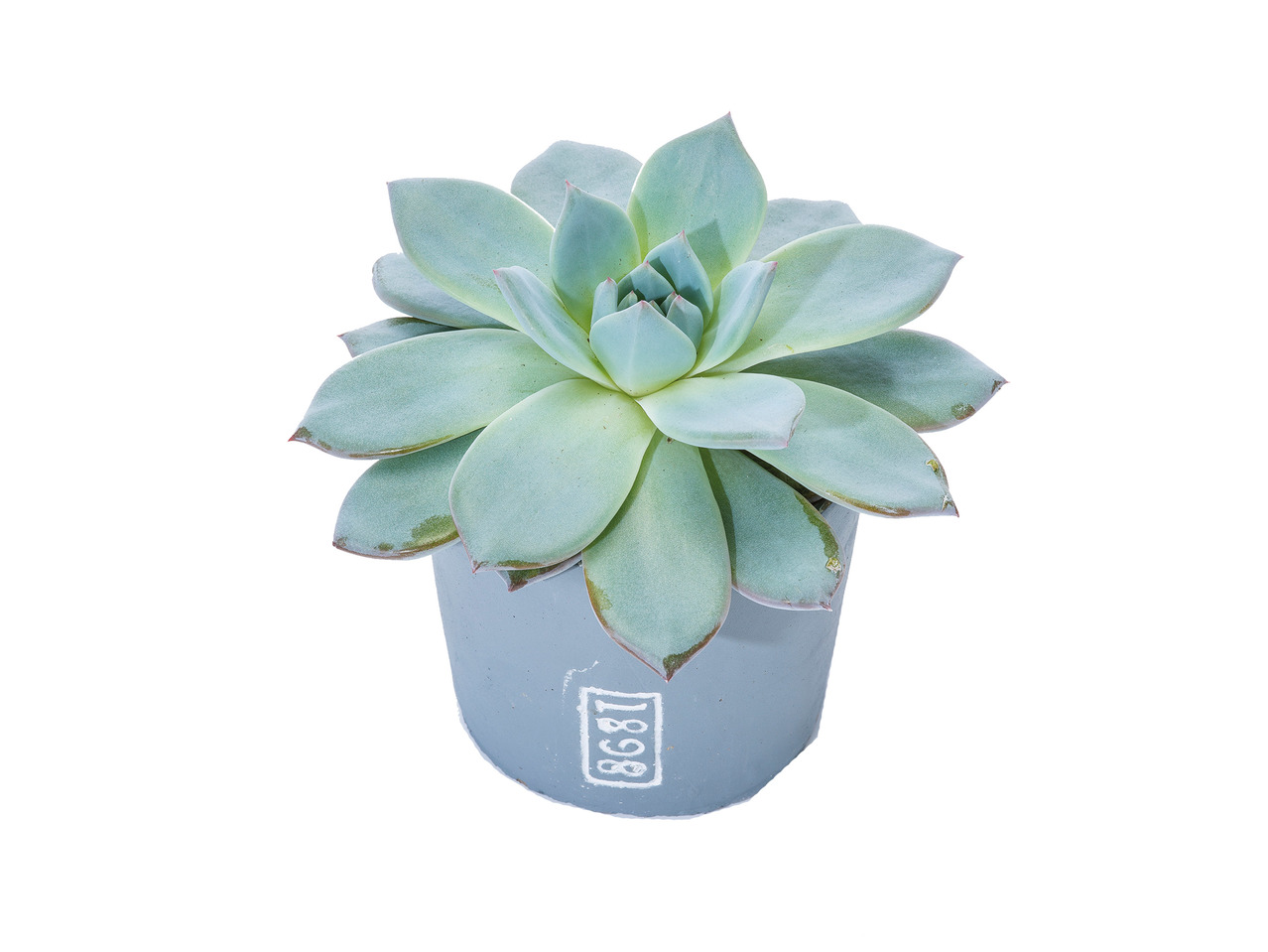 Succulent in Ceramic Pot1