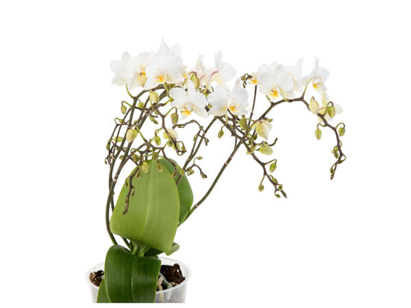 Orchidée séduction