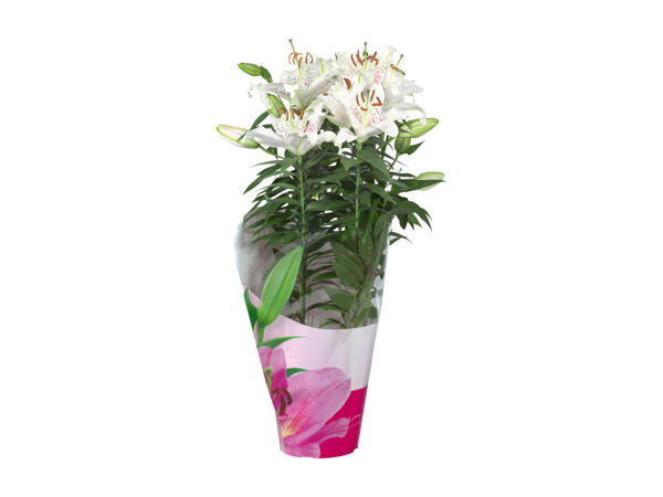 Flowering Plants in a Decorative Pack