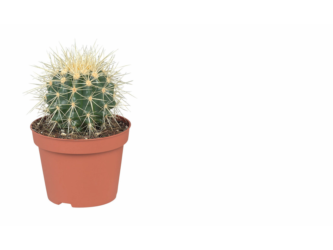 Vetplanten en cactussen
