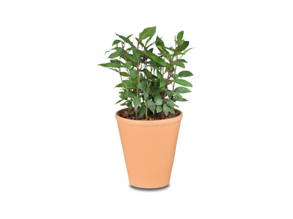 Italian Herb Tree in Terracotta Pot