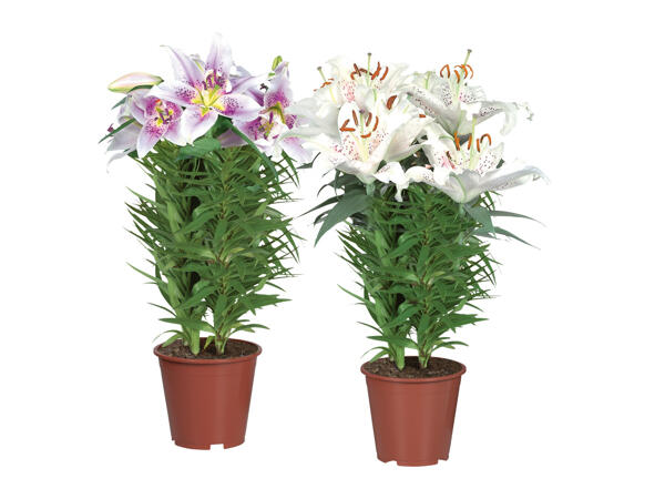Oriental Lily - Lidl — Malta - Specials archive